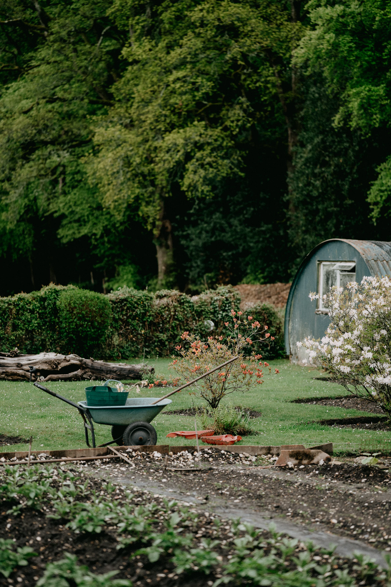 A wheelbarrow in a garden