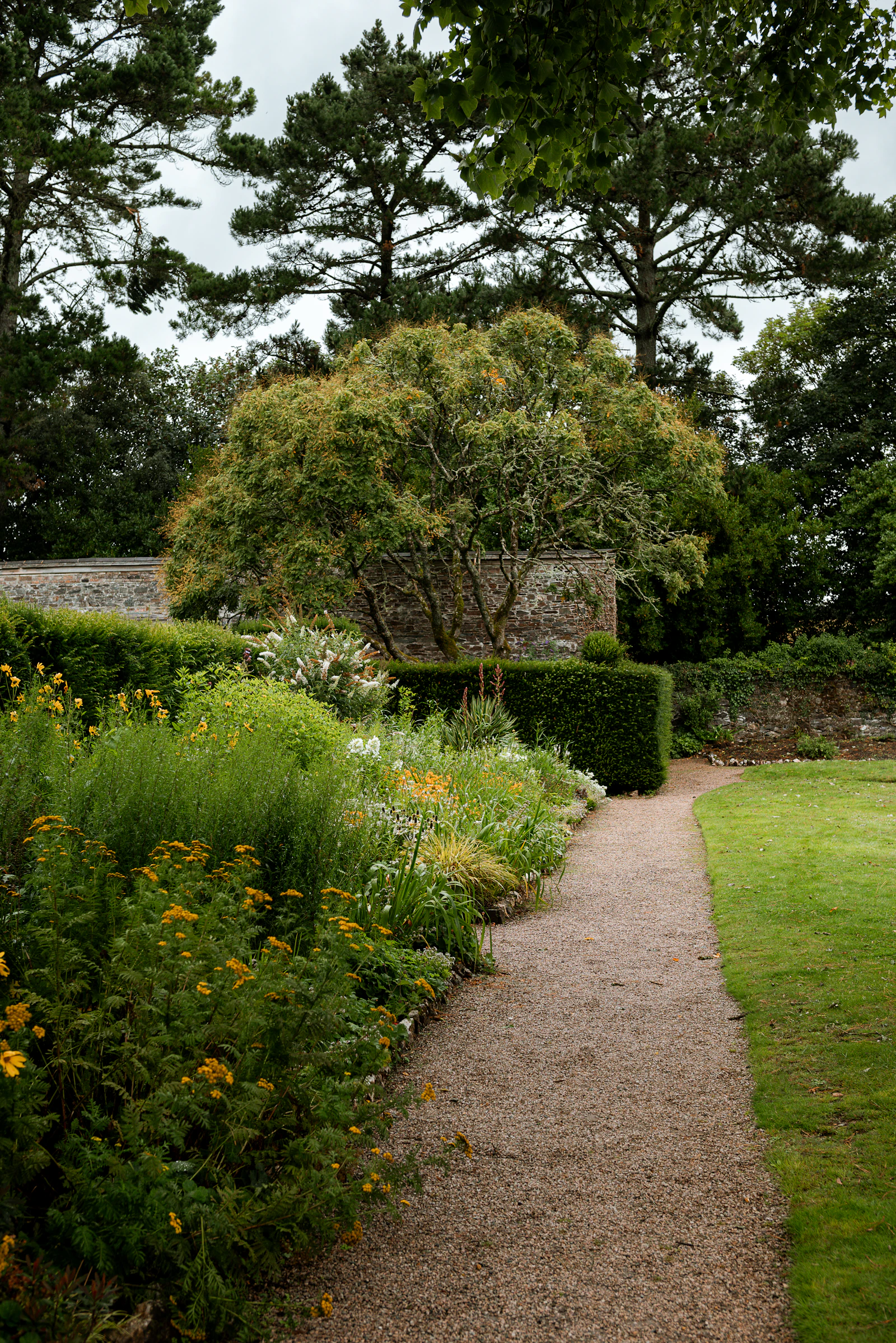 A path winding through a flowering garden